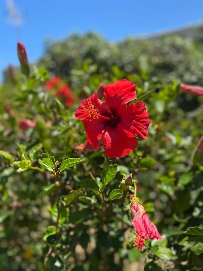 Penzion Hotel Banti Garden Tarifa Španělsko